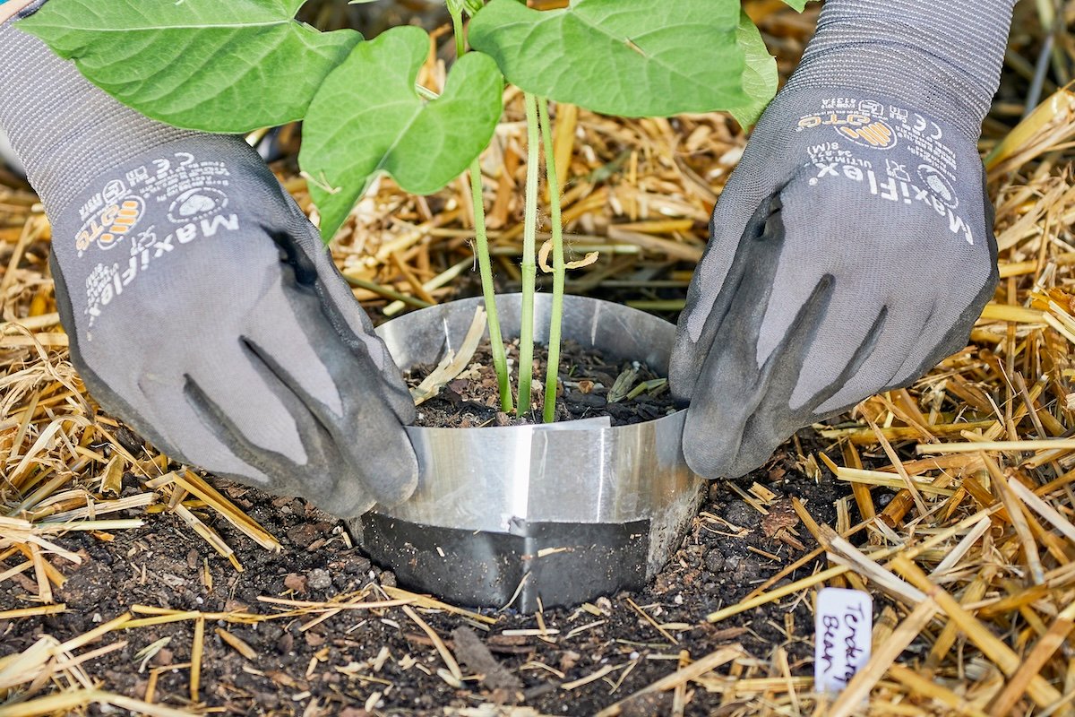 Woman wearing gardening gloves places a DIY collar made of aluminum around a seedling to deter cutworms.