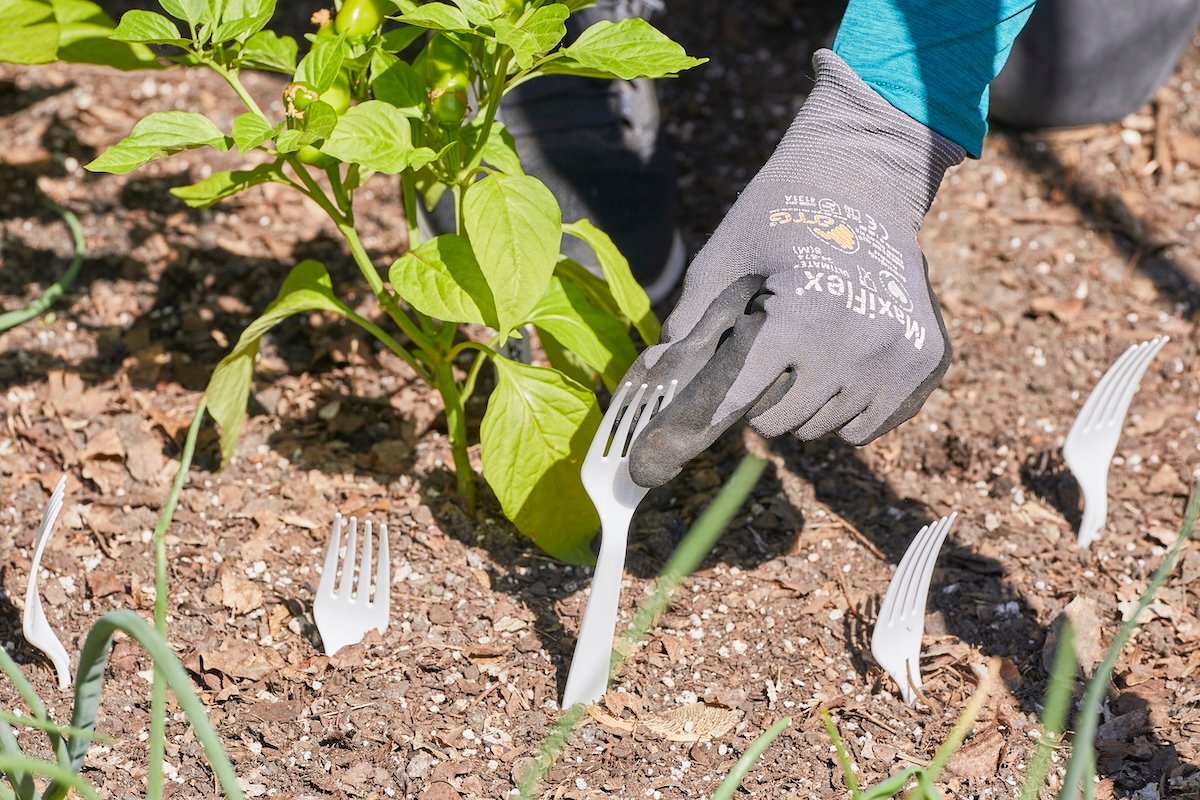 Woman wearing gardening gloves places white plastic forks, tines up, in soil throughout garden to prevent pests.