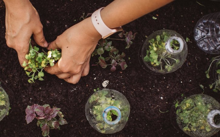 Birds eye view of a gardener using plastic bottles as cloches over seedlings in a gardening bed.
