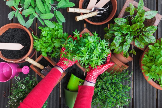 Woman's gloved hands touching herbs in her potted herb garden.