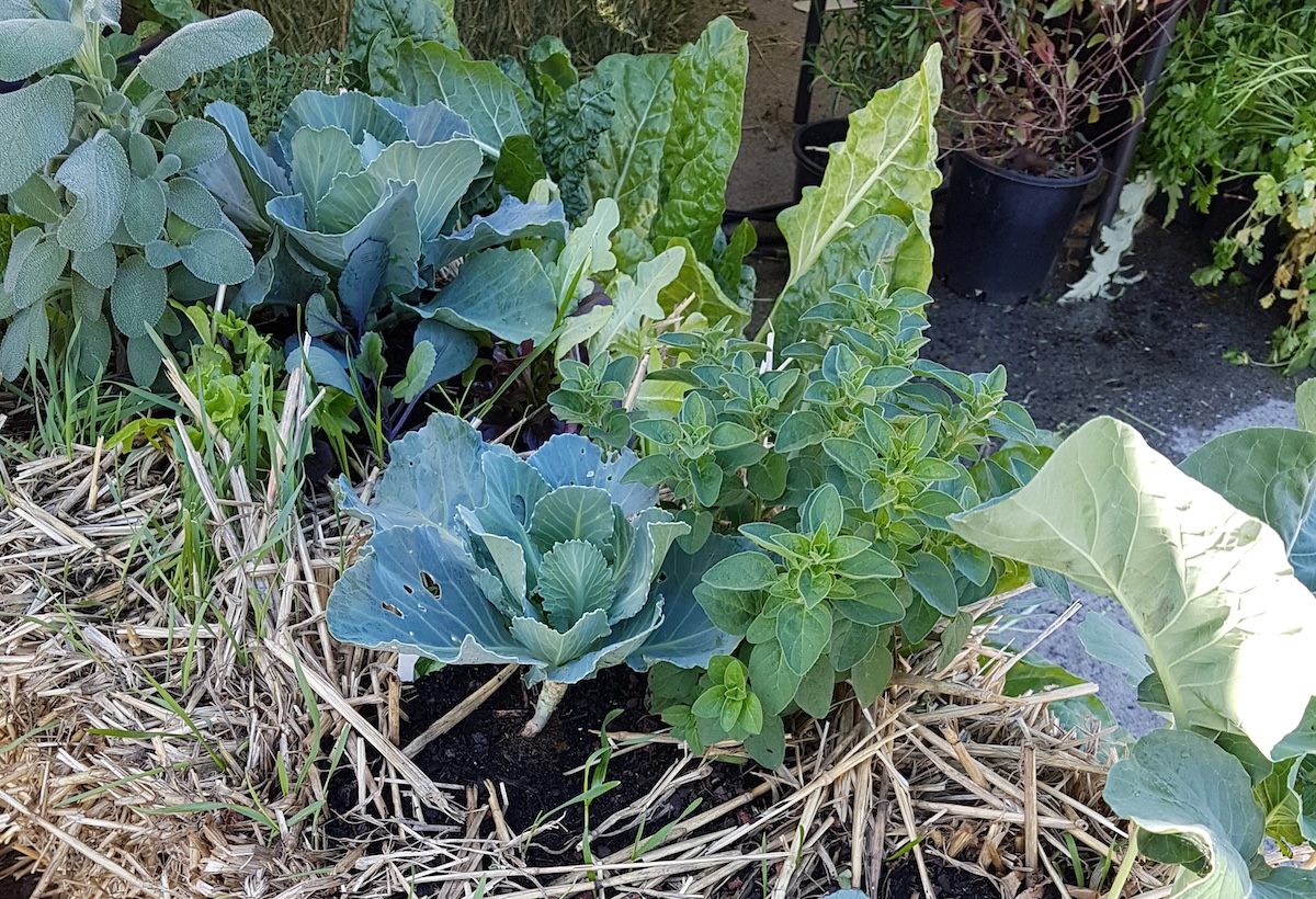 Vegetable garden with green veggies growing inside a hay bale.