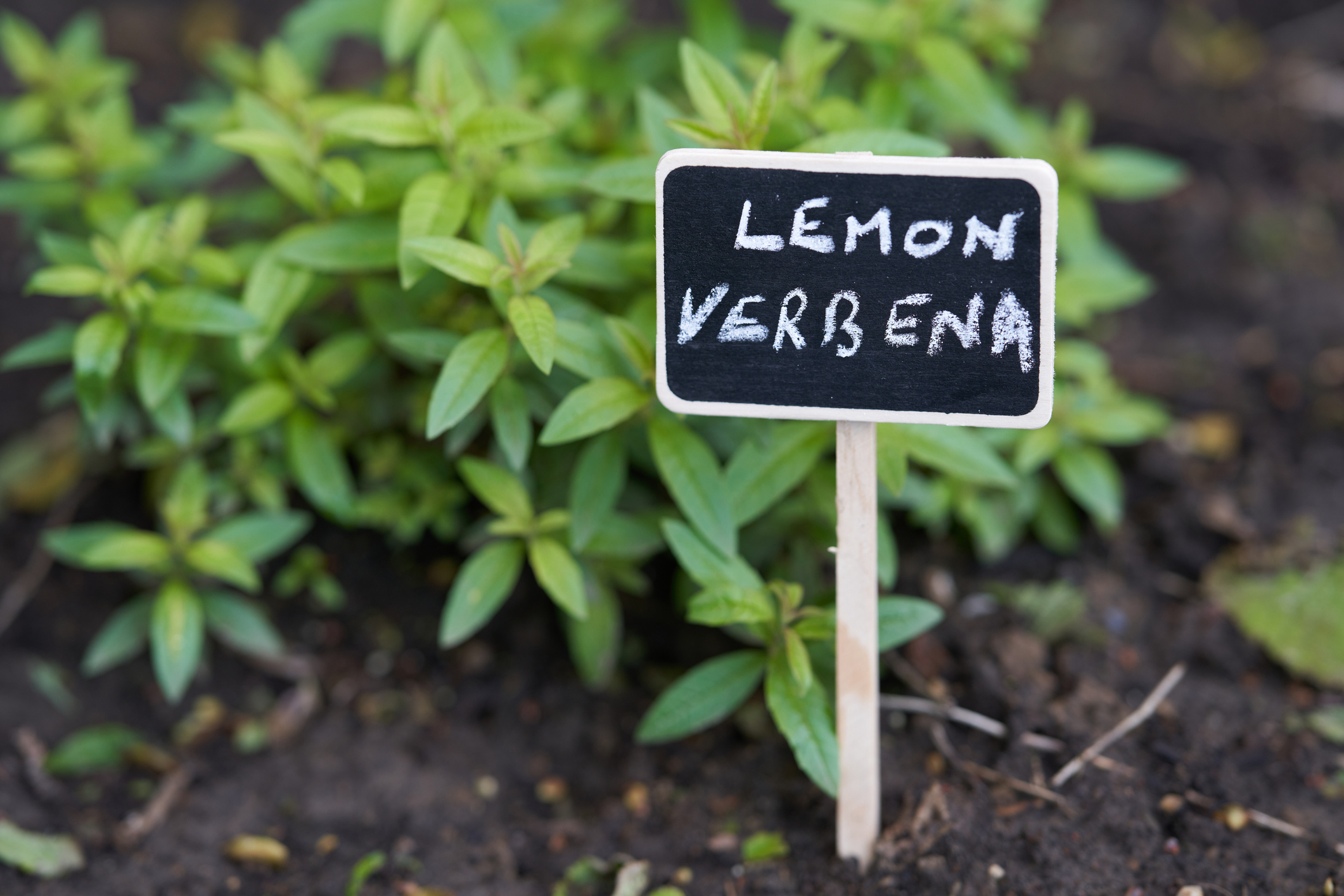 Lemon verbena in vegetable garden with blackboard plant label.