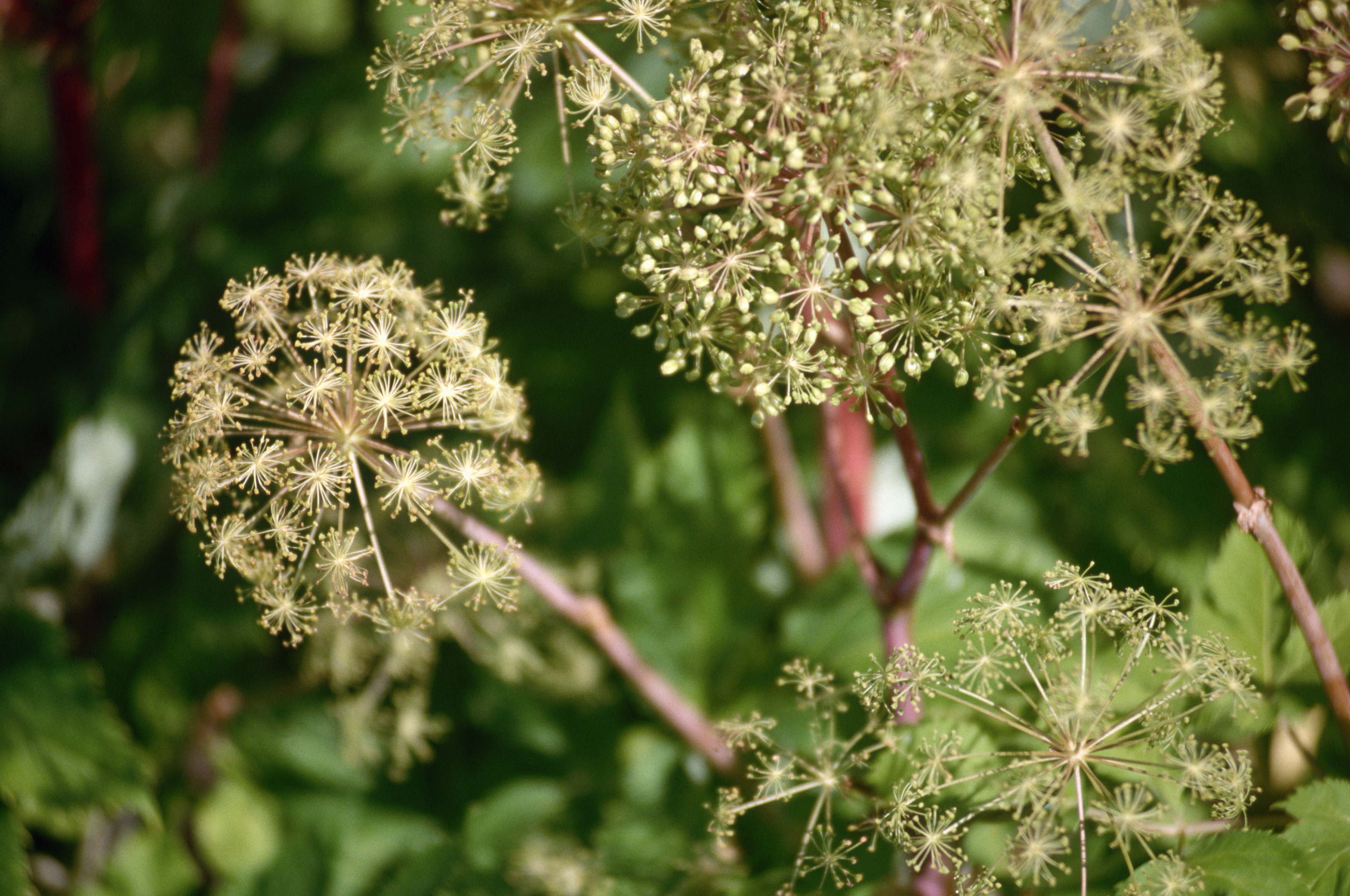 Lovage blossoms