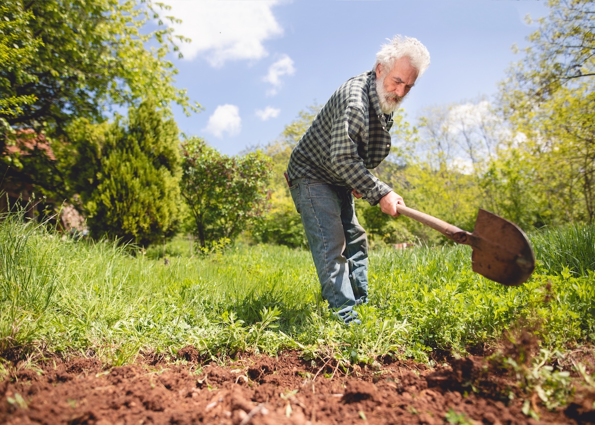 An older man uses a shovel to dig in a garden plot.