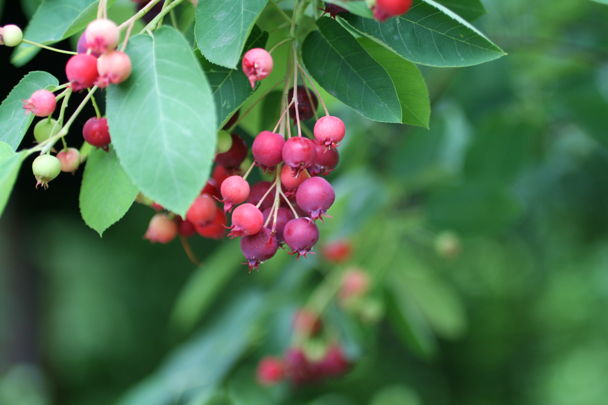 Serviceberry plant with red berries and green leaves.