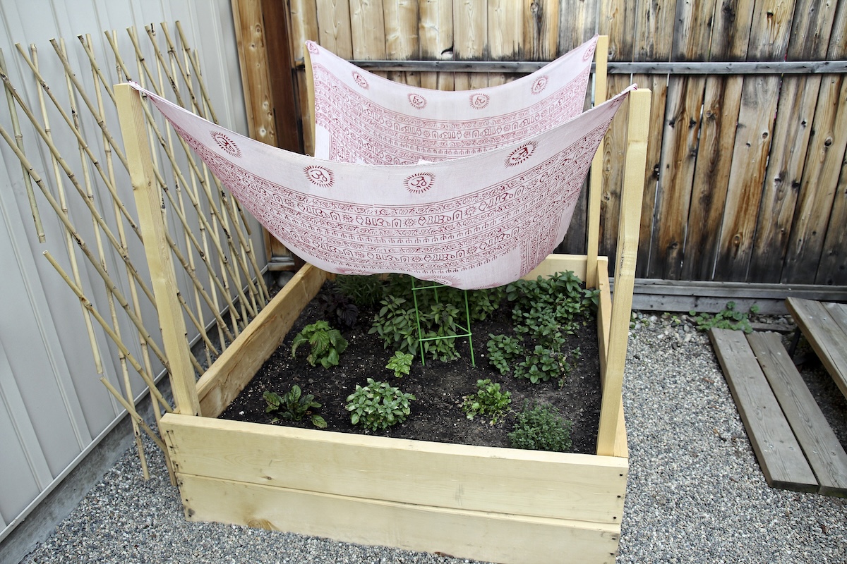 A thin sheet gives young plants some shade while they acclimate.