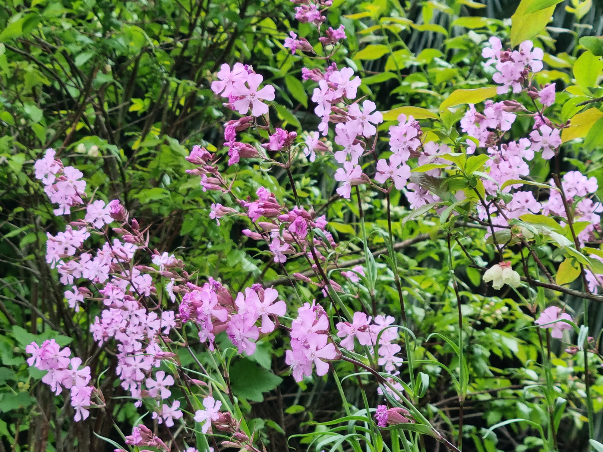 Purple colored flowering Soapwort