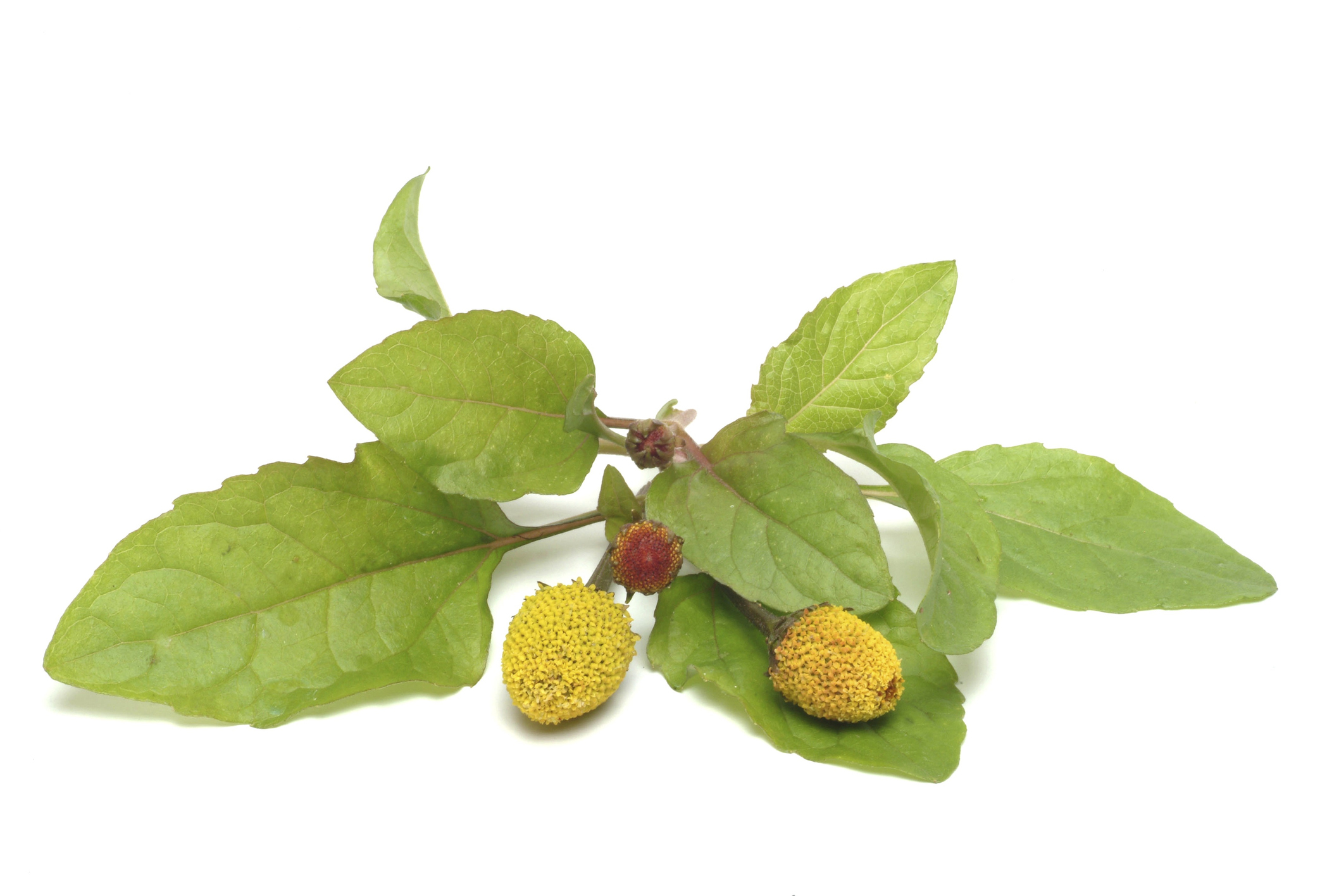 Toothache plant