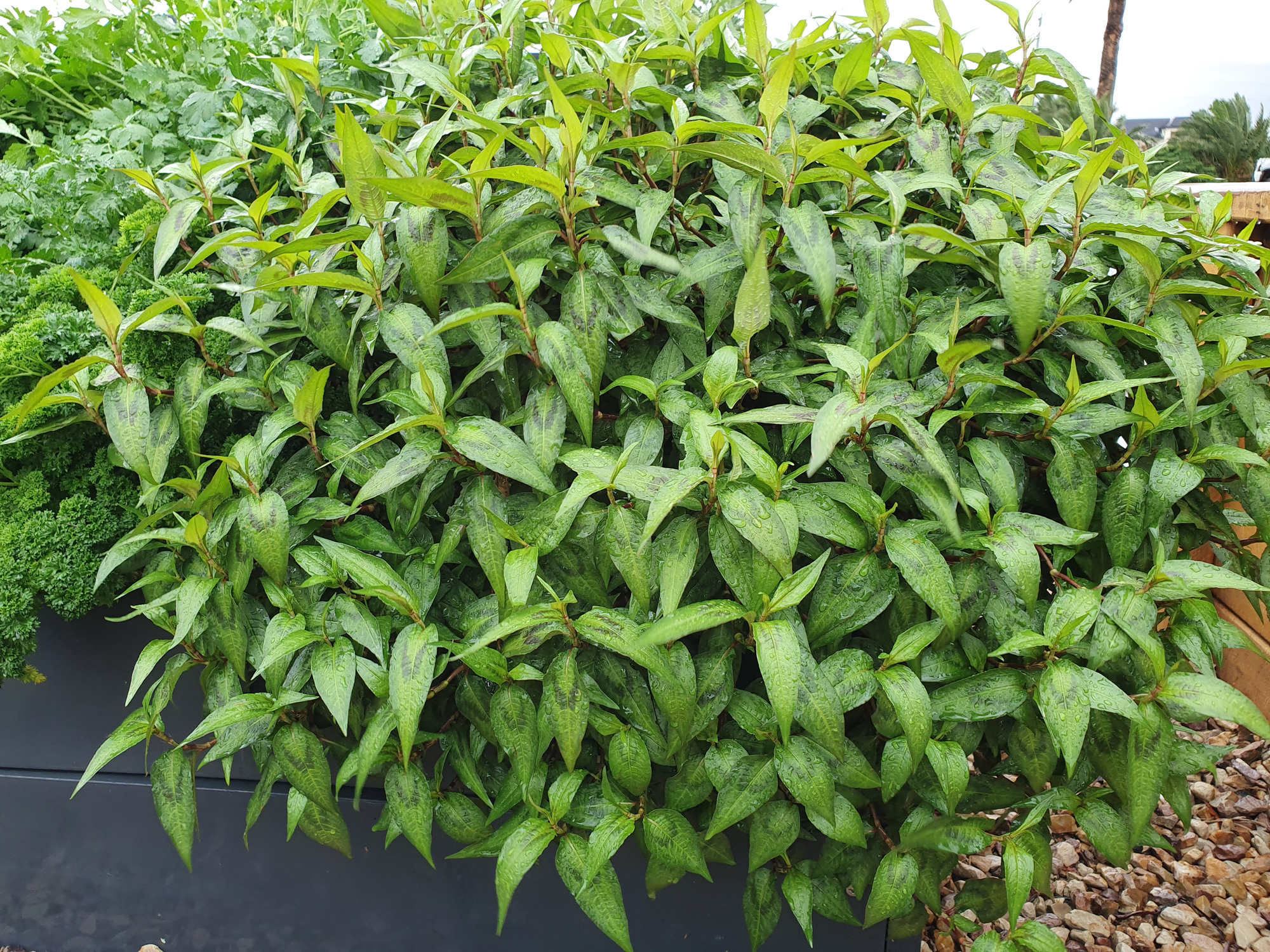 Vietnamese coriander growing outside