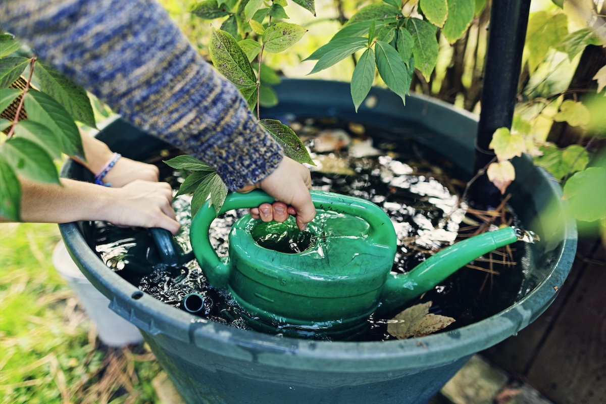 Teenagers watering plants in backyard with rainwater from rainwater tank.