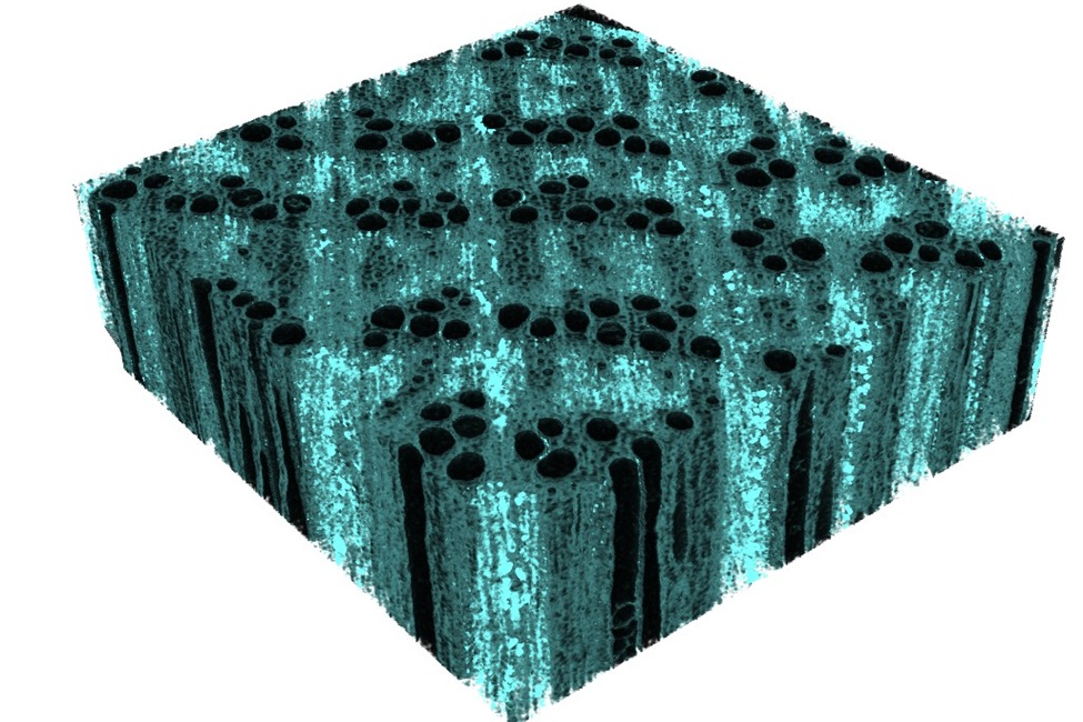 Picture of wood cell from research