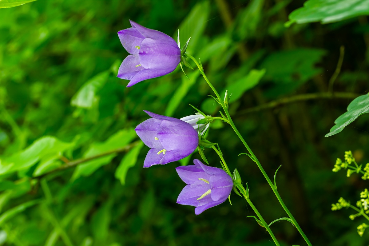 Light purple Carpathian Bellflower blooms.