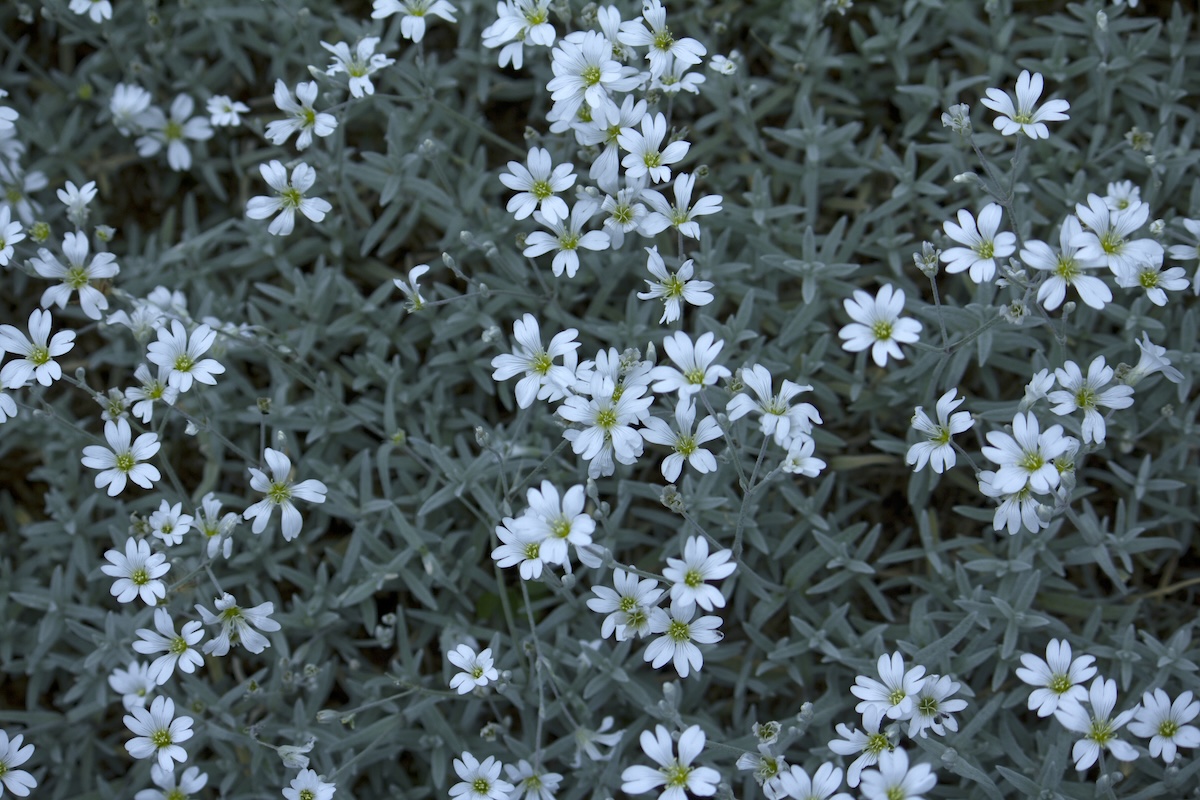 White snow in summer blooms (Cerastium tomentosum).