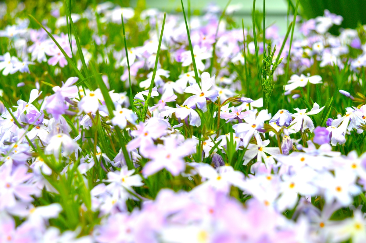 Light purple Creeping Phlox growing among a patch of green grass.