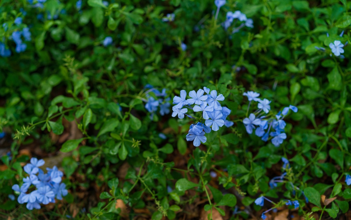 Blue Dwarf Plumbago blooms.
