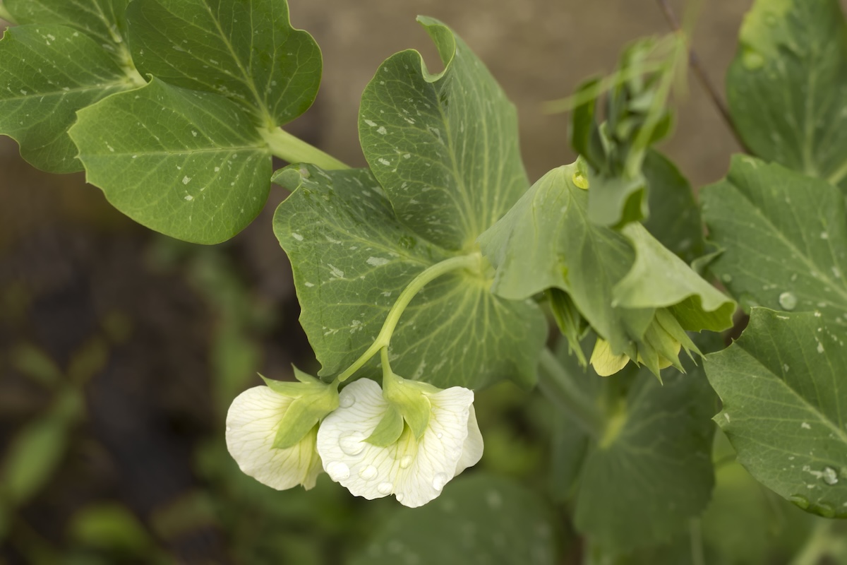 A pea plant growing in a home garden next to strawberries for companion planting.