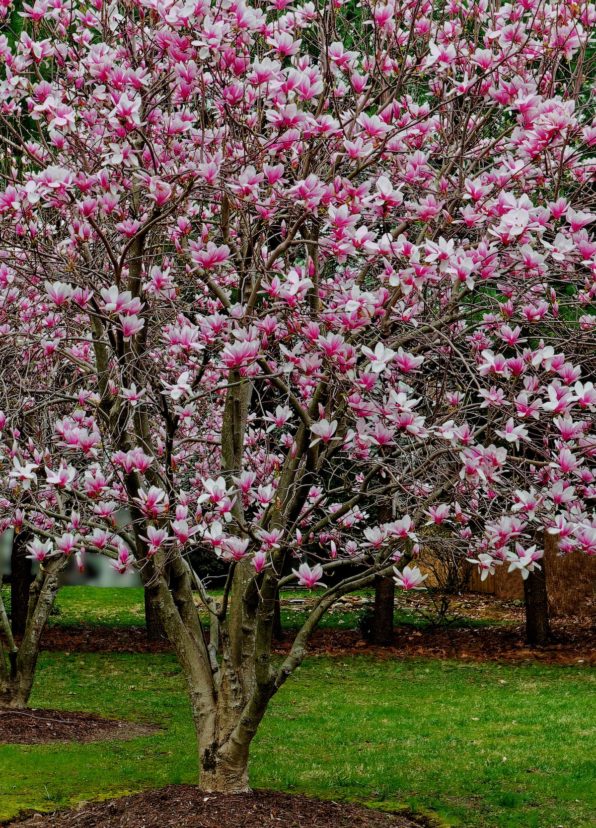 A blooming magnolia tree in a front yard.