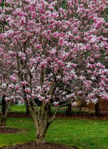 A blooming magnolia tree in a front yard.