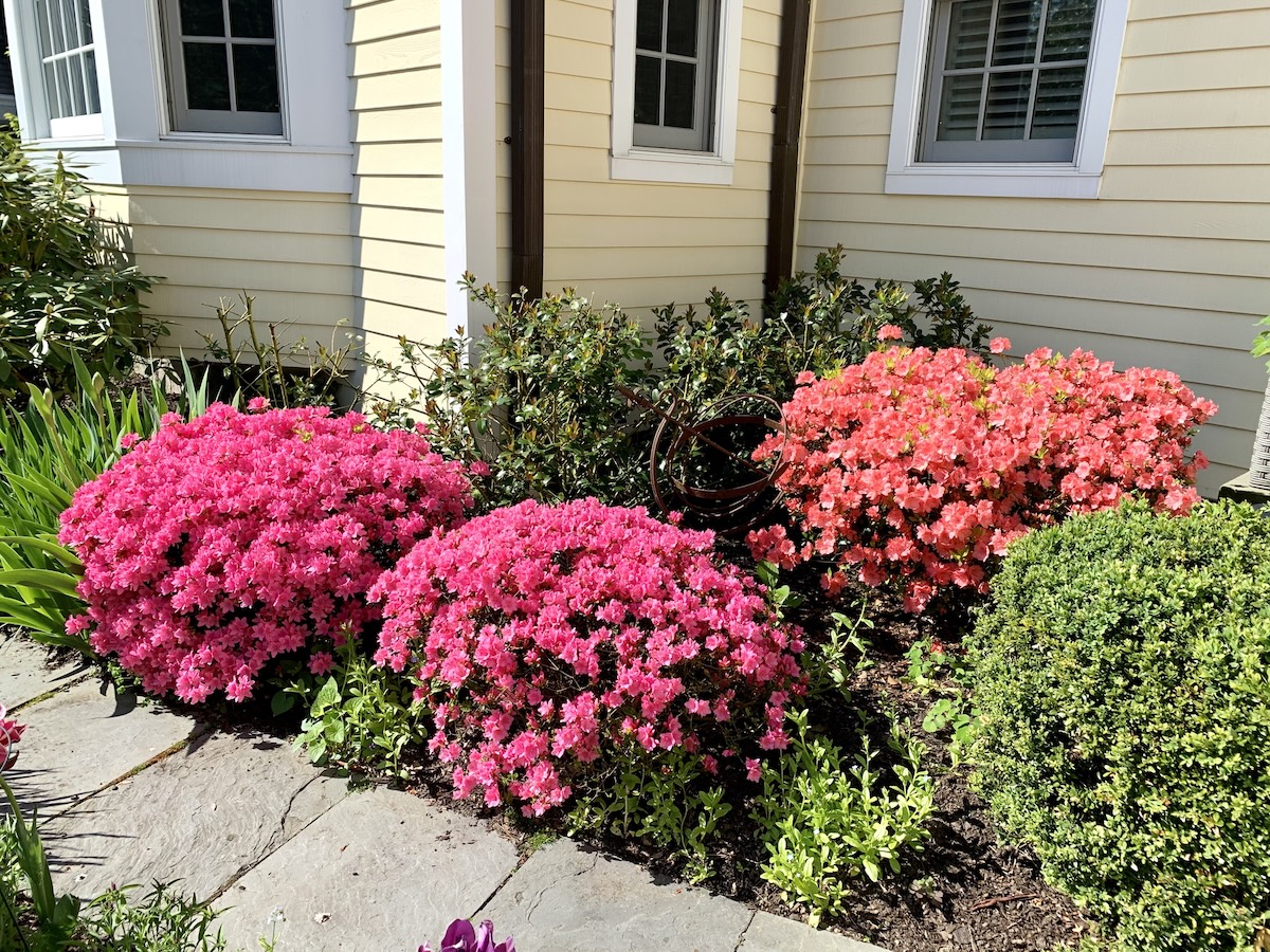 Azalea shrubs in bloom in front of house for curb appeal.