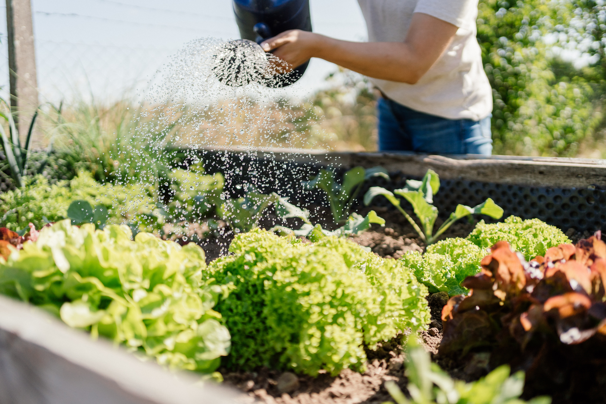 Close up of a women watering vegetables in a raised bed