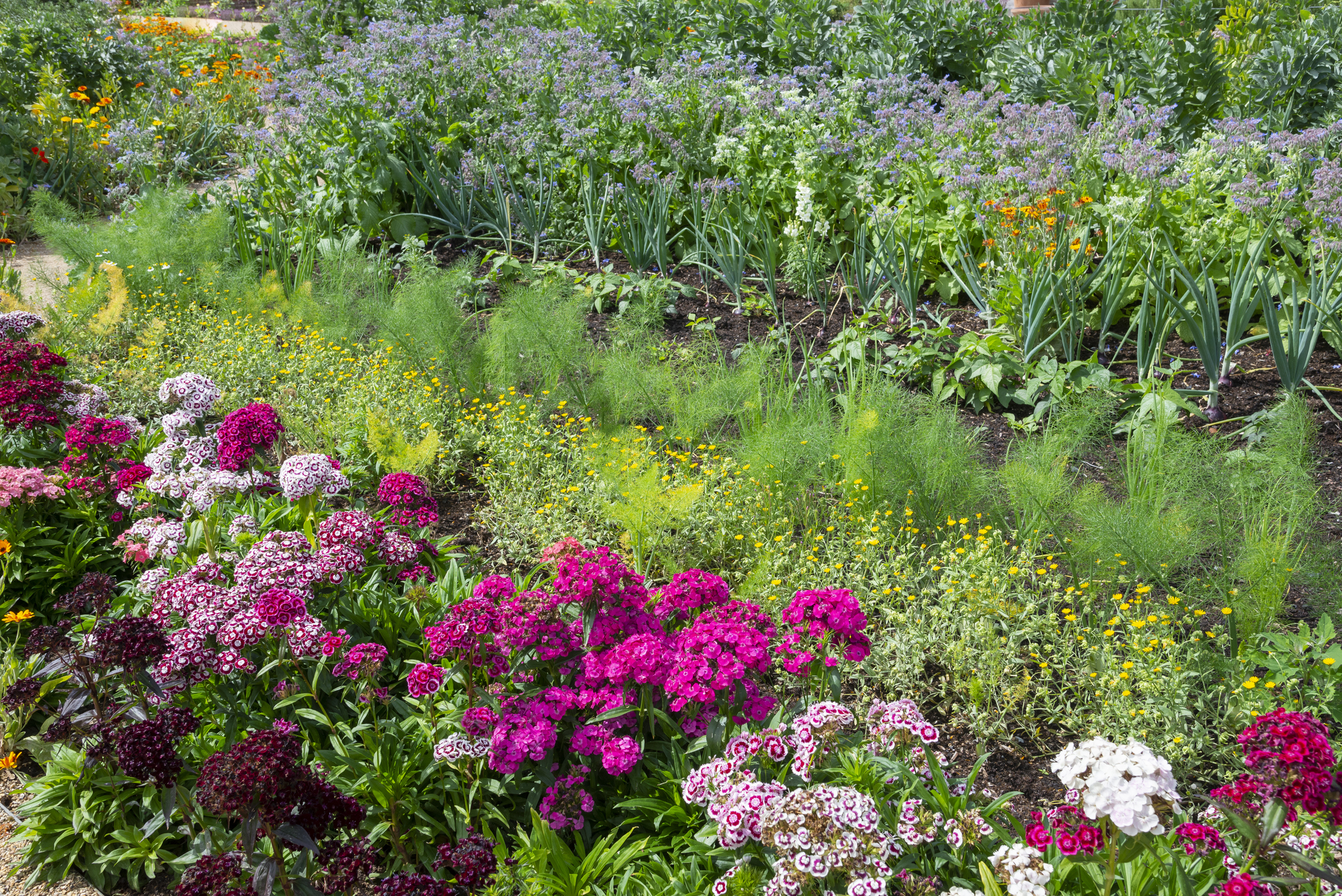Flowers planted beside herbs and vegetables in an English garden.