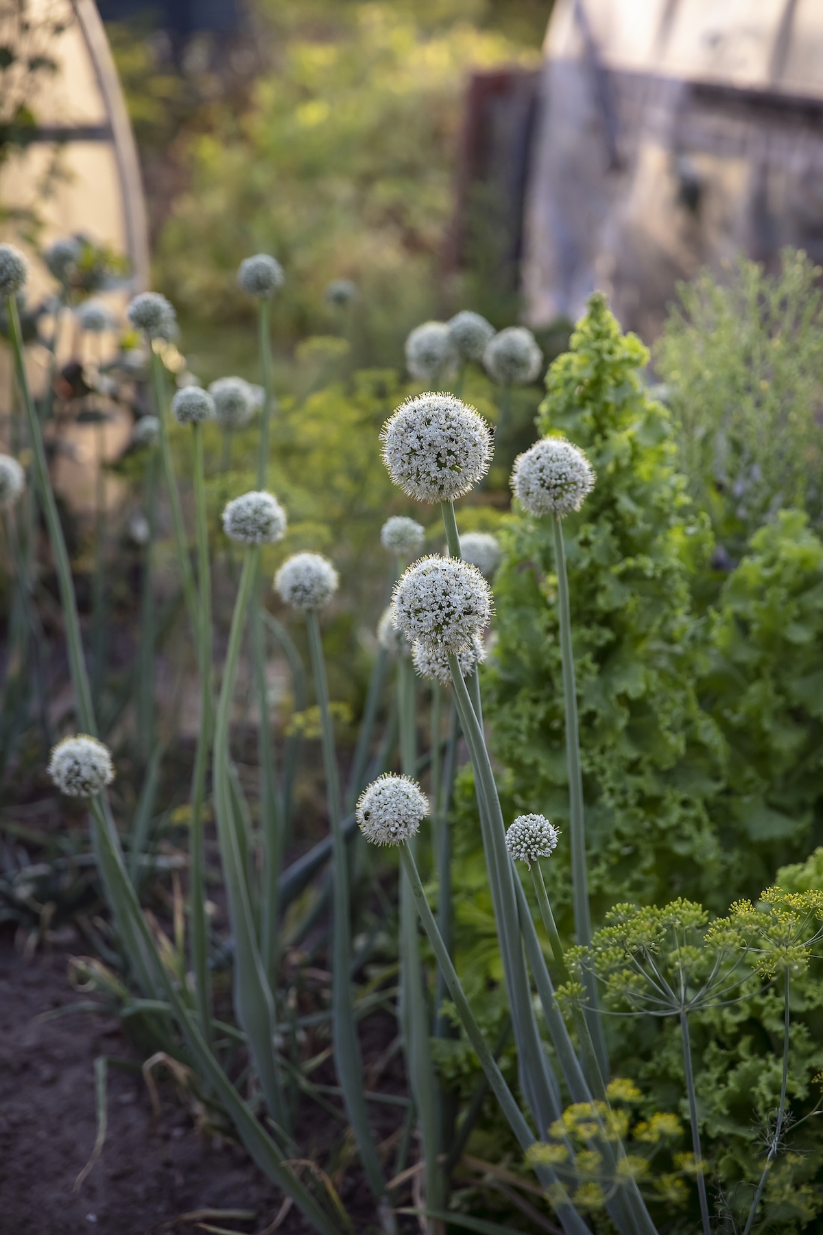 Blooming onion plants in a vegetable garden.