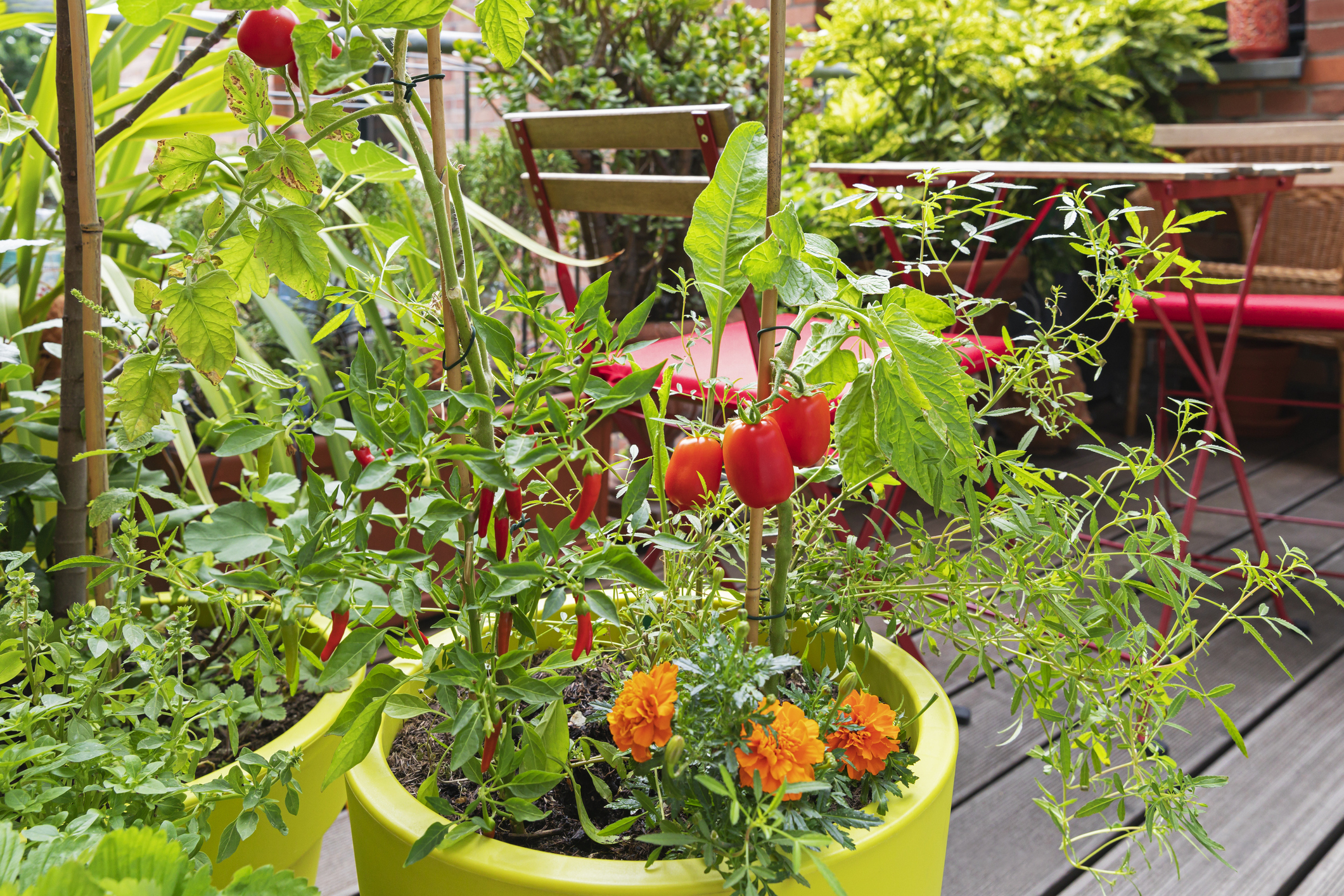 Tomatoes, red chili peppers and marigolds cultivated in a garden