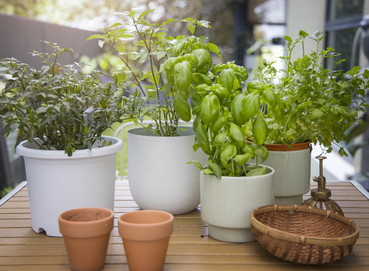 Herbs growing in planters on a backyard patio.