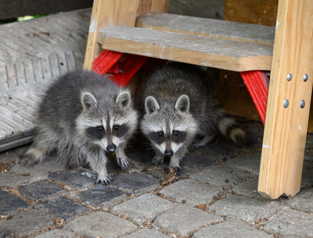 Two raccoons under a ladder.