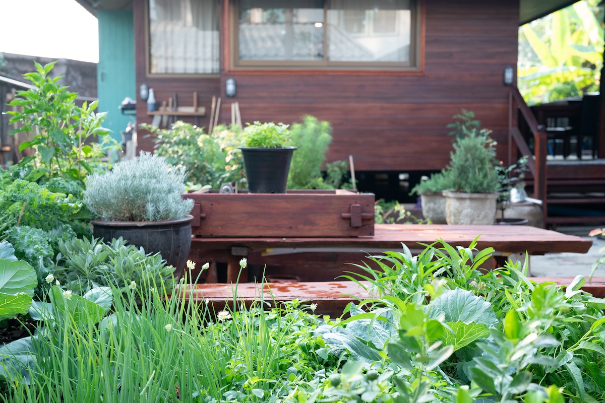 A backyard herb garden in the summer.