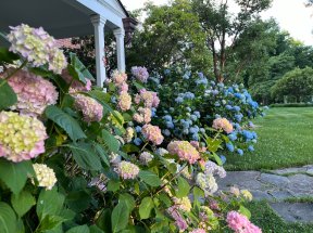 Hydrangeas in front of a house for curb appeal.