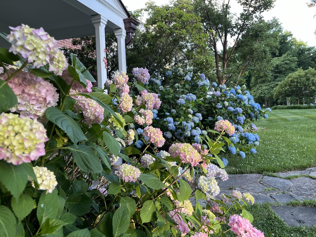 Hydrangeas in front of a house for curb appeal.