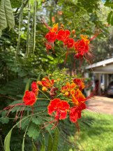 Pride of Barbados flowers in a front yard for curb appeal.