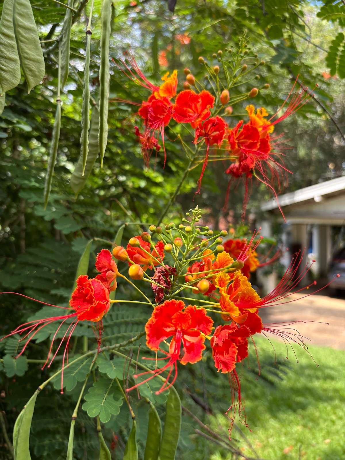 Pride of Barbados flowers in a front yard for curb appeal.
