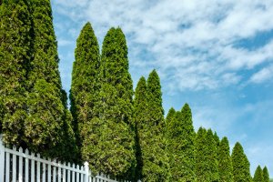 A row of tall arborvitae trees in a front yard for curb appeal.