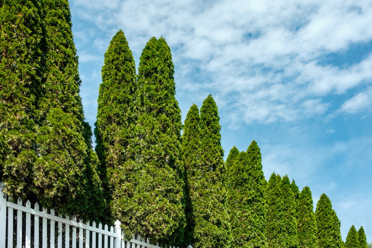 A row of tall arborvitae trees in a front yard for curb appeal.