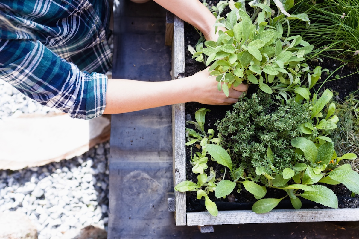 A person tending to an outdoor herb garden in a raised bed.