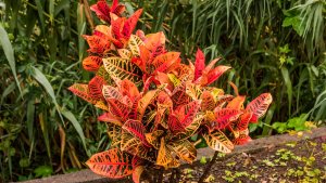 A croton shrub growing in a front yard for curb appeal.