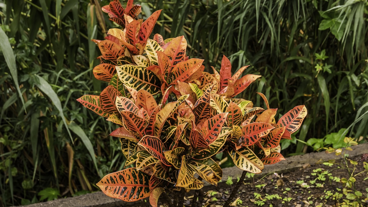 A croton shrub growing in a front yard for curb appeal.