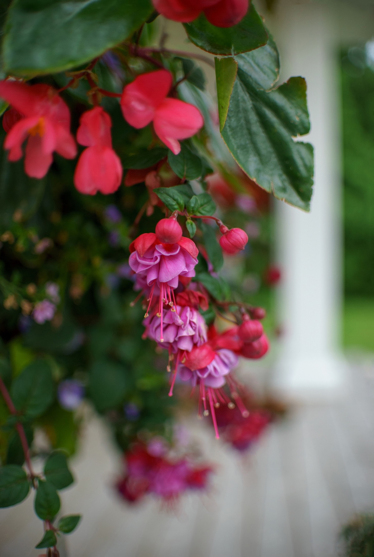 Fuchsia plants in a hanging basket on a porch for curb appeal.