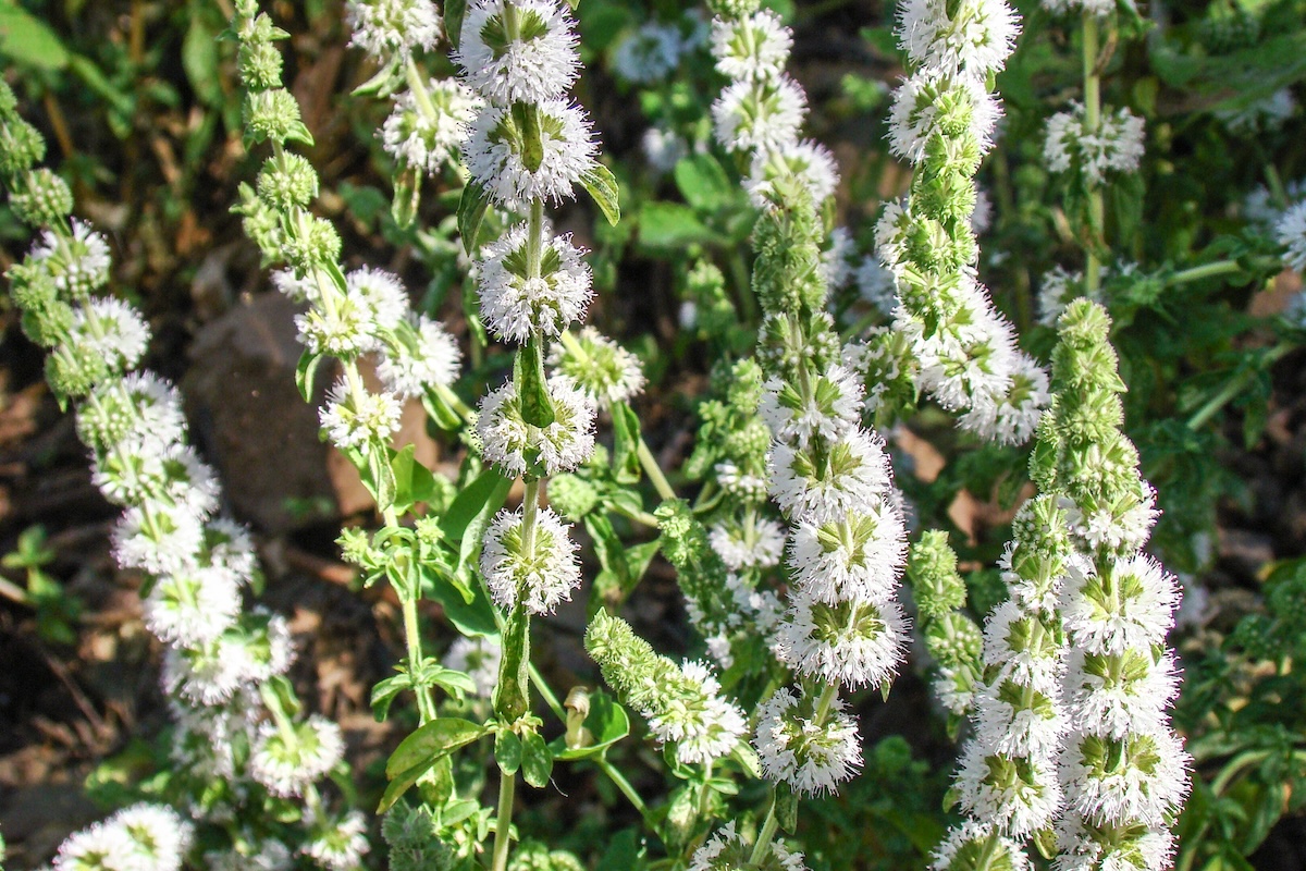 Pennyroyal (Mentha pulegium) on sunny day.