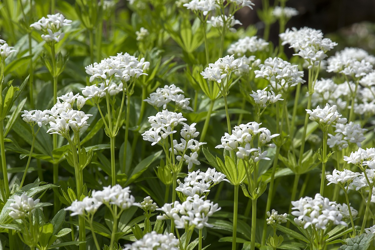 Sweet Woodruff blooms on a sunny day.