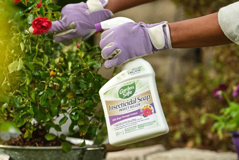 The Best Insecticides for Aphids