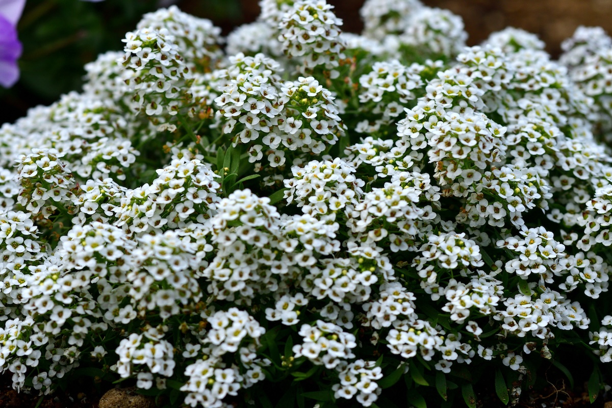 White Alyssum blooms.