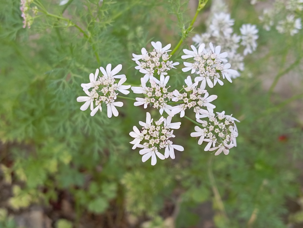 The white flowers of an Anise plant growing in a field.