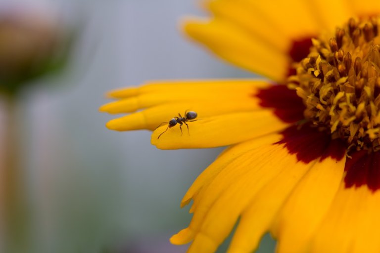An ant climbs a small yellow flower.