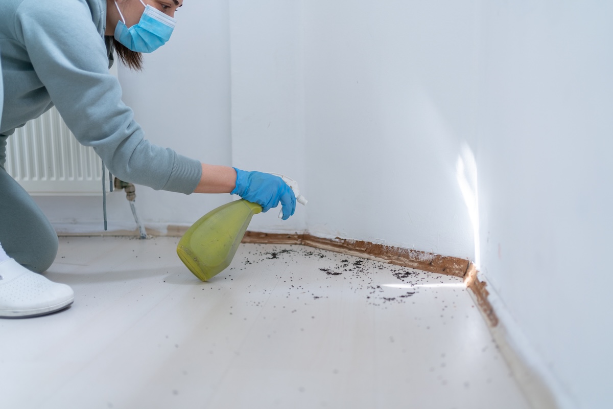 A woman sprays insect remover at ants inside her home.