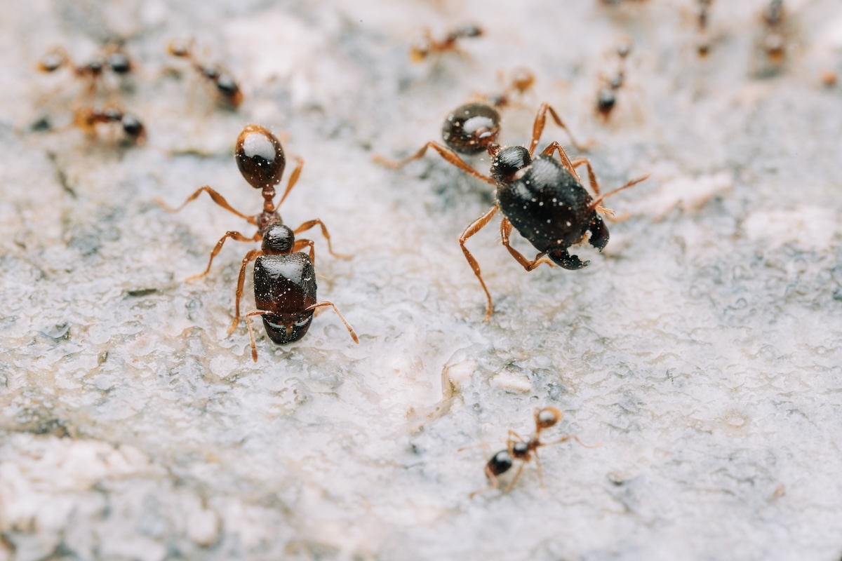 Ants crawling on diatomaceous earth.