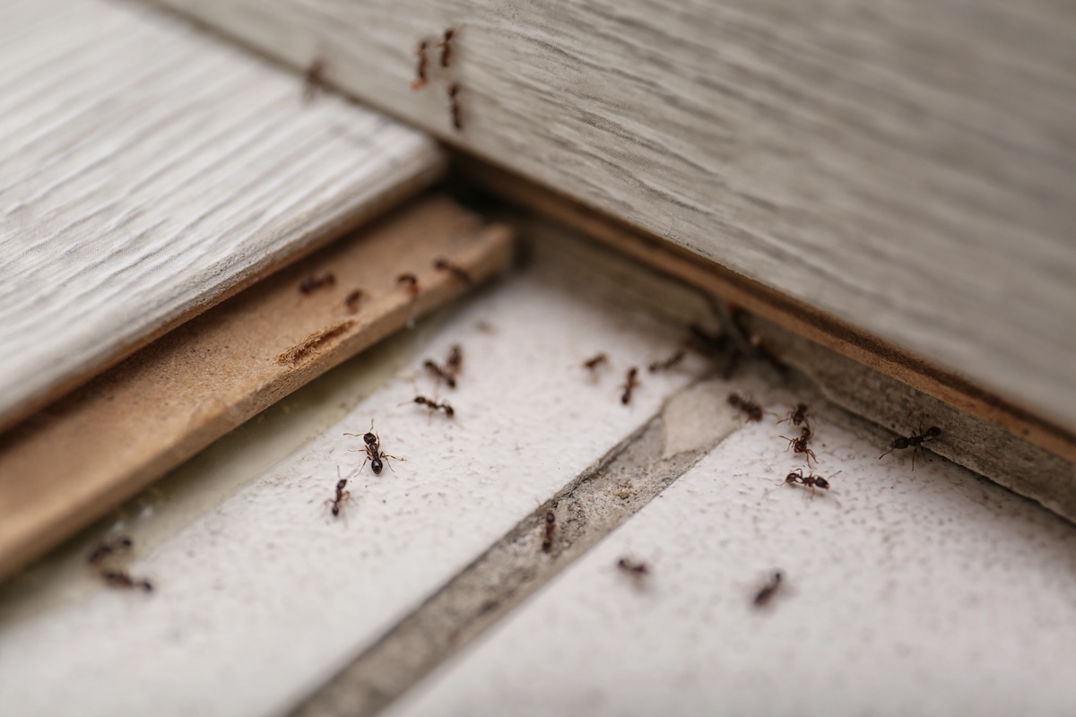 Several black ants crawling on tiled flooring.