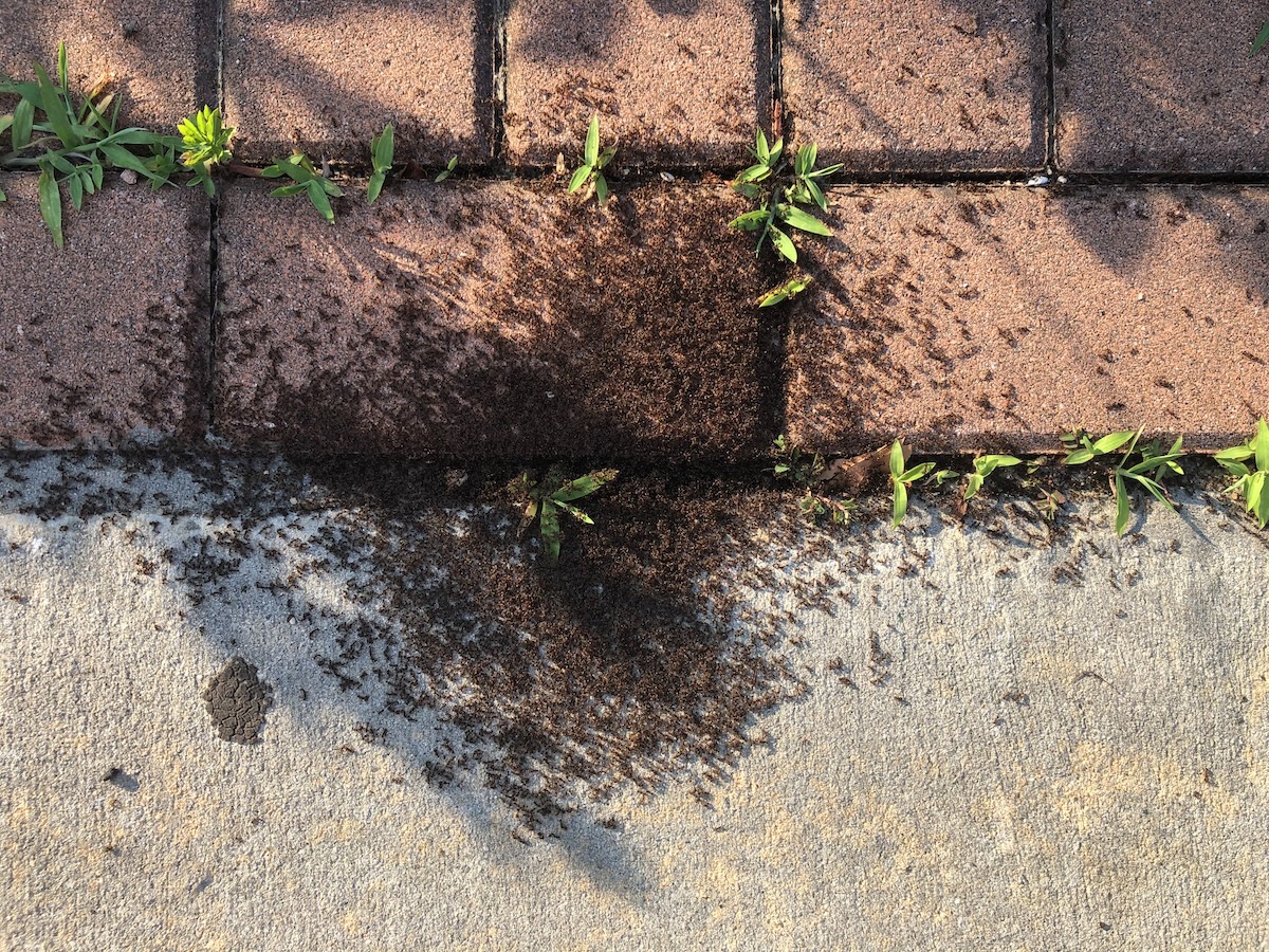 A swarm of ants in the cracks of a cobblestone path.